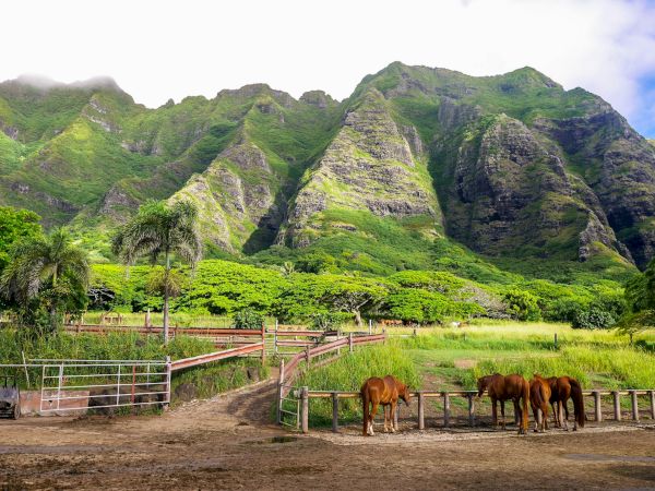 A rural farm scene with grazing horses in a fenced area, lush green hills and rugged mountains in the background. End.