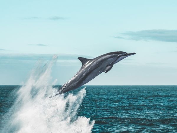 A dolphin leaps from the sea, spraying a splash as it soars against a blue sky and ocean backdrop.