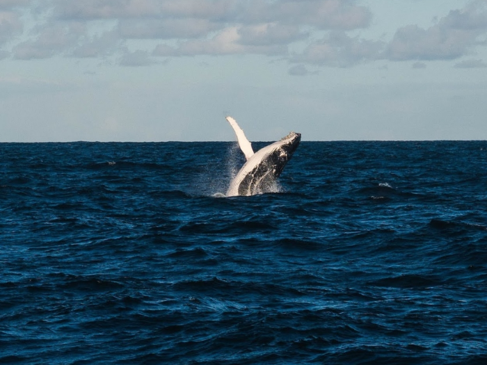 A whale breaching the ocean surface against a backdrop of blue water and cloudy sky.