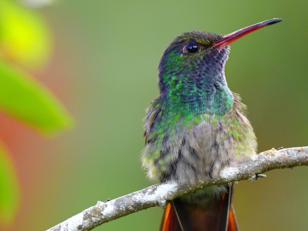 A colorful hummingbird with vibrant green and red feathers perches on a branch, against a blurred green background.
